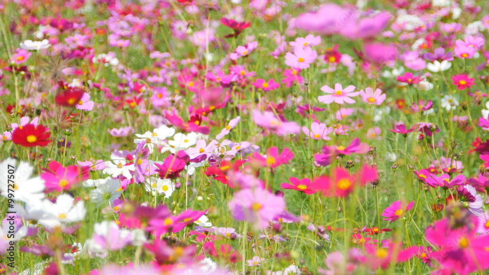 cosmos flower field with blue sky background cosmos flower field with blue sky background