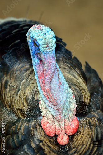 Wild Turkey (Meleagris gallopavo)..