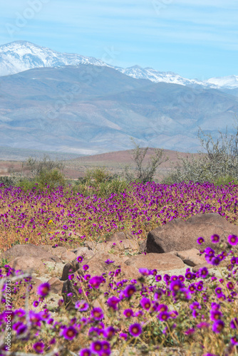 Flowering desert in the Chilean Atacama photo