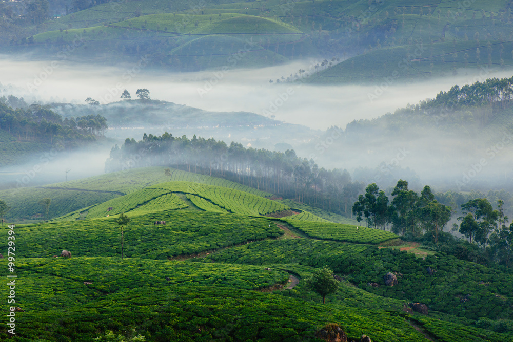Fototapeta premium Morning foggy tea plantation in Munnar, Kerala, India.