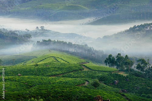 Morning foggy tea plantation in Munnar, Kerala, India. photo