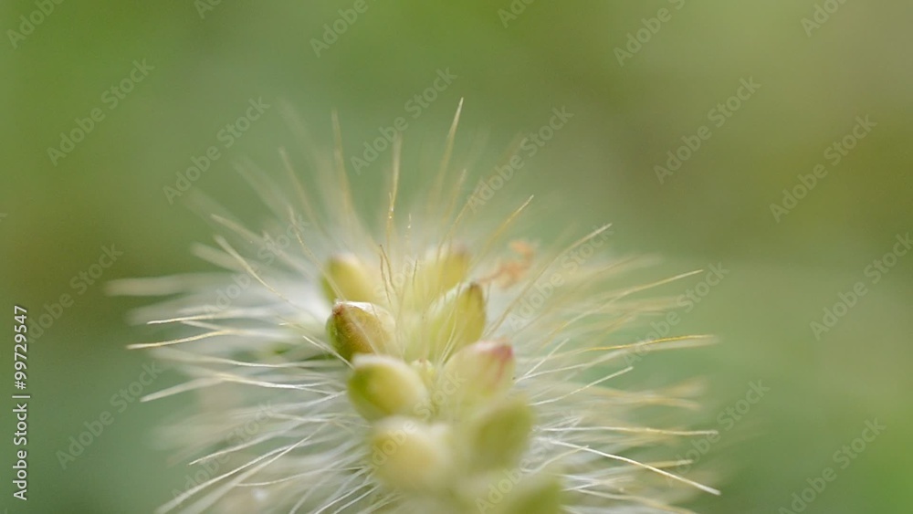 Grass, seeds, macro Grass, seeds, macro