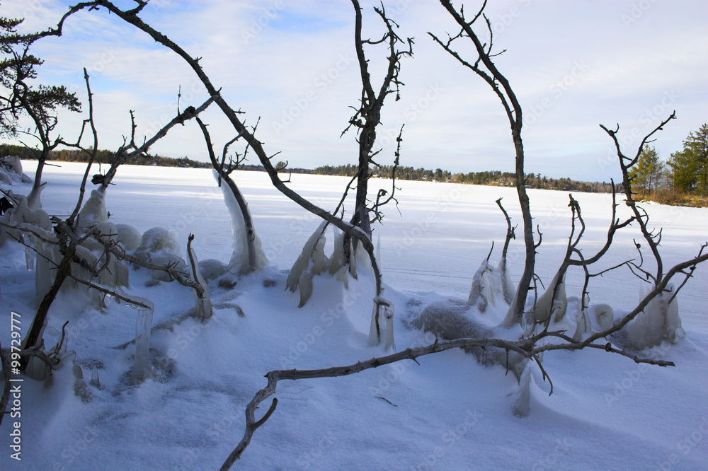 Iced up trees Iced up trees