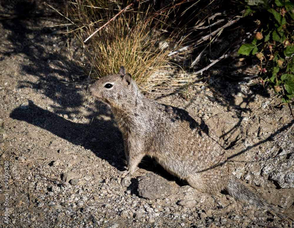 Obraz premium Squirrel