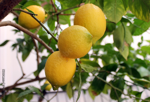 Yellow lemons growing on lemon tree 