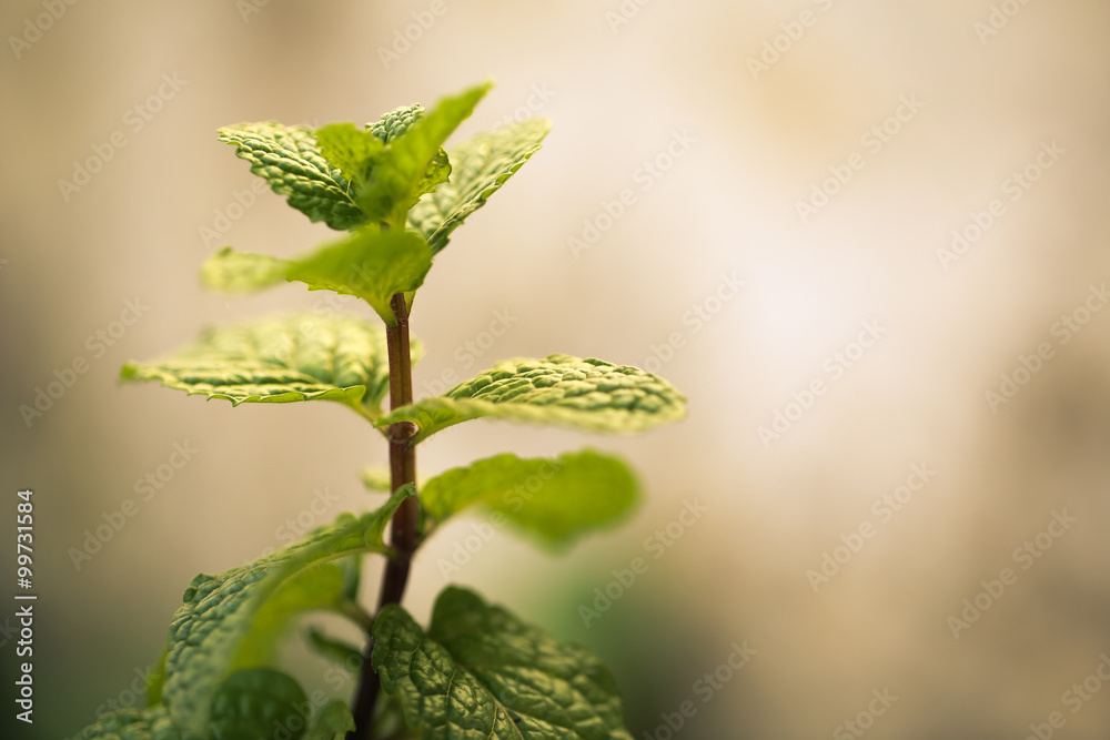 Obraz premium Mint Plant Closeup
