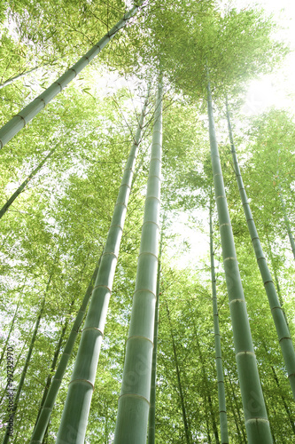 日本の竹林 © Daily Photo