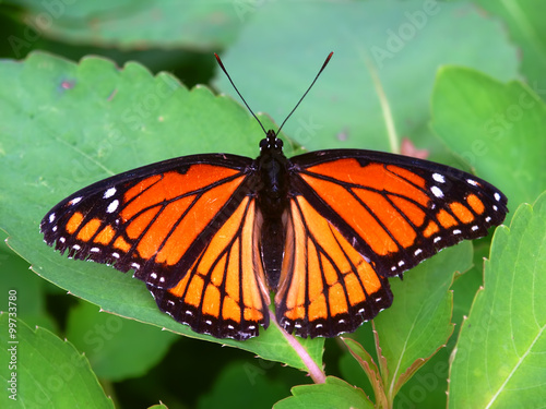 Viceroy Butterfly Illinois Wildlife