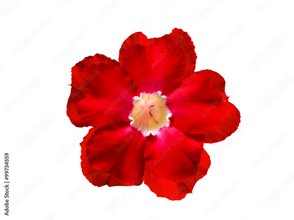 Red Flower Isolated on White Background.
