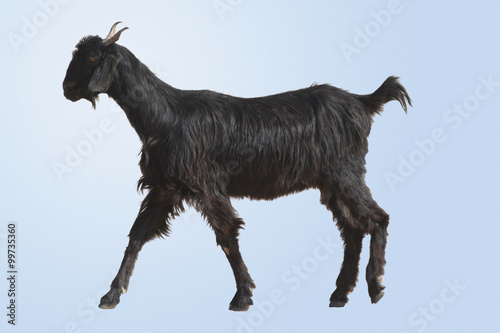 A Desert Goat in Rajasthan, India, Isolated 
