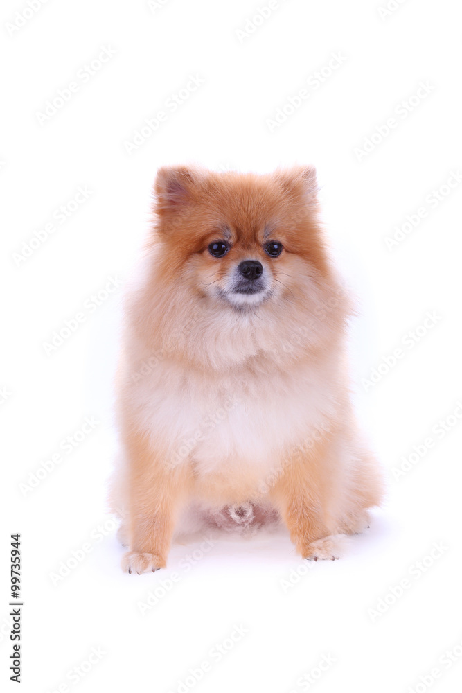 brown pomeranian dog isolated on white background, cute pet brown pomeranian dog isolated on white background, cute pet