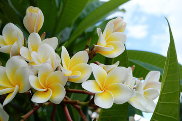 Keuken achterwand Frangipani Verse witte frangipani in bloei  © sutichak