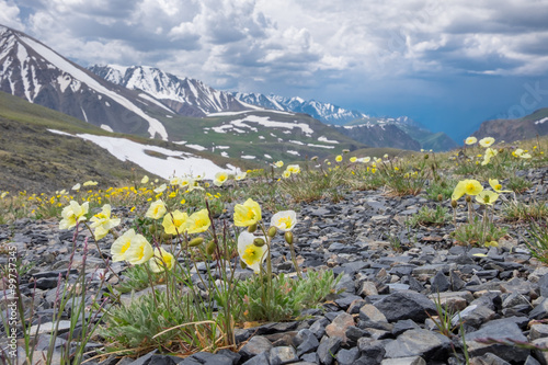 Arctic poppies