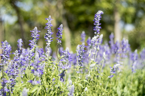 Violet Salvia Flower garden with blur background