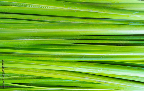 Leaf of Acorus calamus