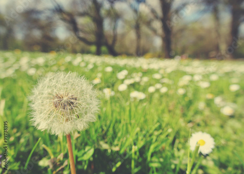Fluffy white dandelion and white chamomile flowers in a green field on a sunny day. Image filtered in faded  retro  Instagram style  nostalgic  vintage spring concept.
