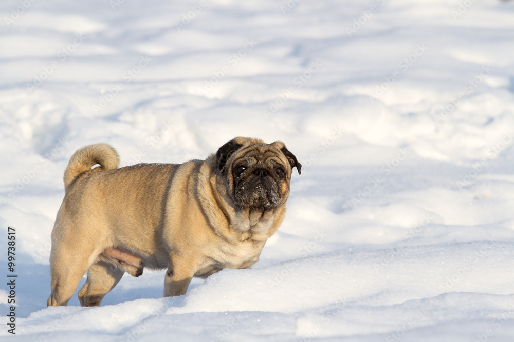 Obraz premium Pug dog on white snow