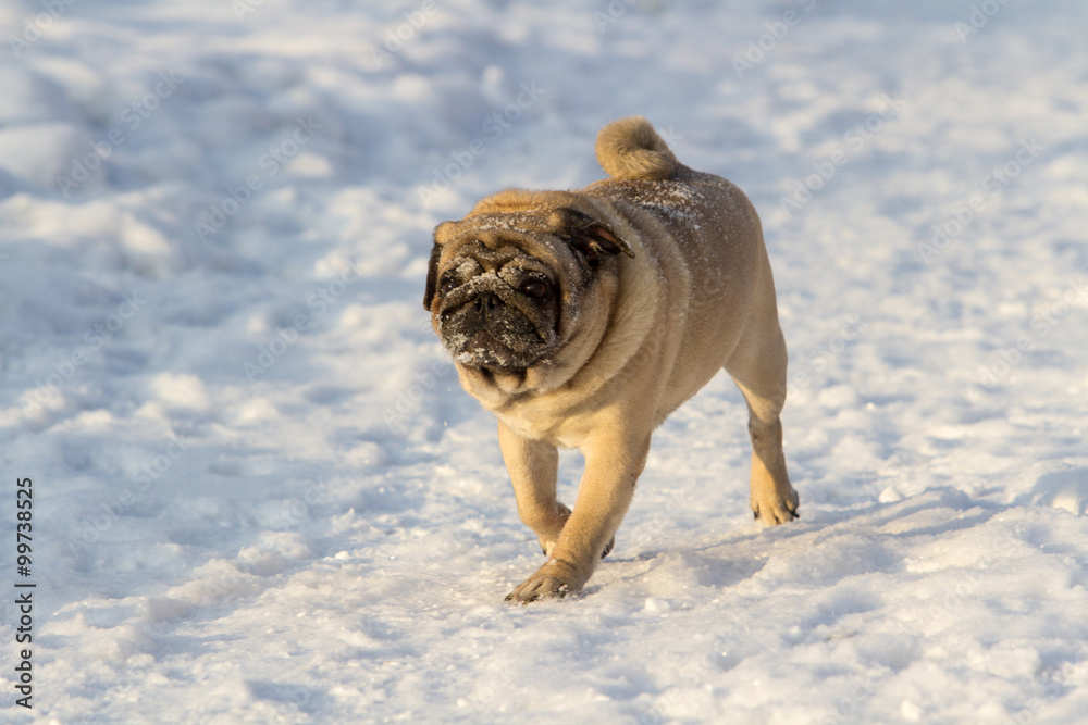 Obraz premium Pug dog on white snow