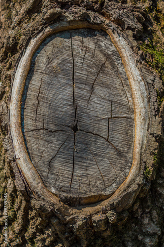 Abstract wood texture bark.