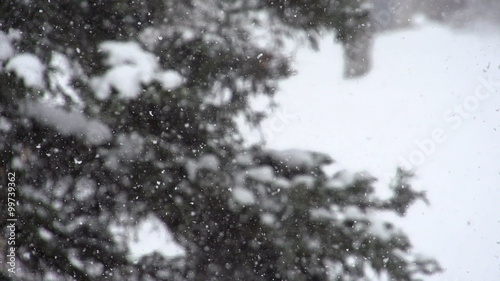 Snow gently falls outside in front of a pine tree in super slow motion (240 frames per second).  It is a beautiful dream-like setting.