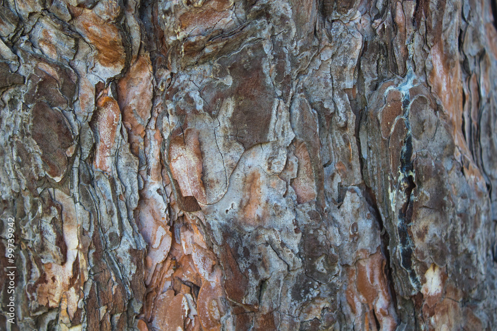 Abstract wood texture bark.