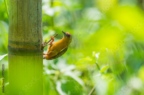 Bird name :A White browed Piculet (Sasia ochracea) (focus select) photo