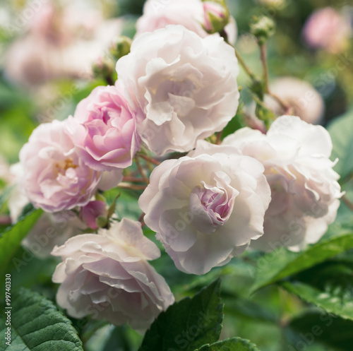 Pink rose flower close up