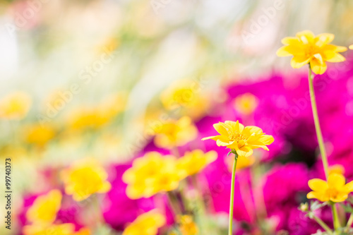 Closeup Yellow Daisy on soft  background © Sirichai Puangsuwan