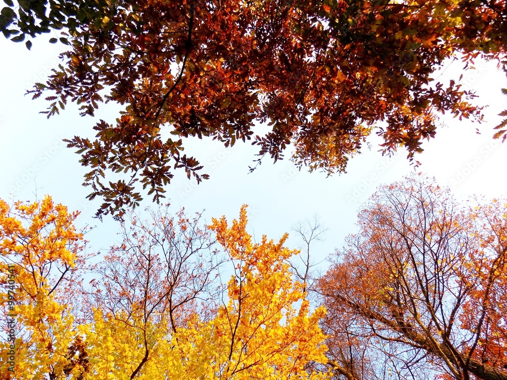 Fototapeta premium Deciduous forest in fall