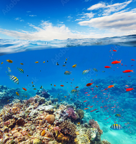 Underwater coral reef with horizon and water waves