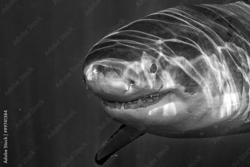 Fototapeta premium Great White shark attack in b&w