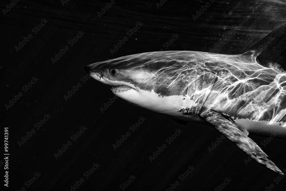 Obraz premium Great White shark attack in b&w