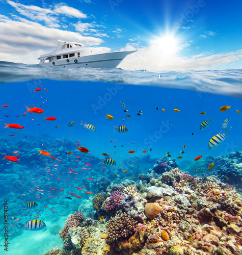Underwater coral reef with horizon and water surface
