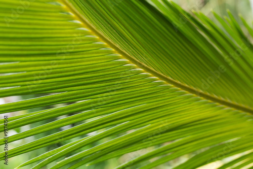 green leaf natural background © sutichak