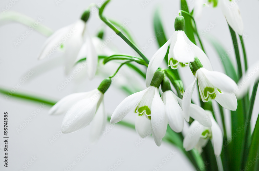 Galanthus nivalis, spring snowdrop flowers on white background Galanthus nivalis, spring snowdrop flowers on white background