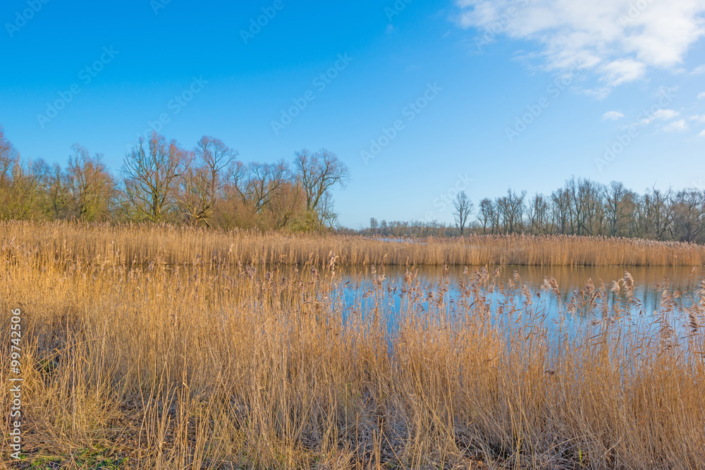 Reed along the shore of a lake in winter