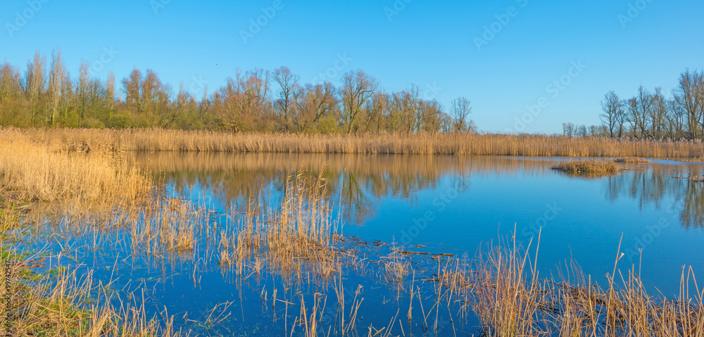 Reed along the shore of a lake in winter