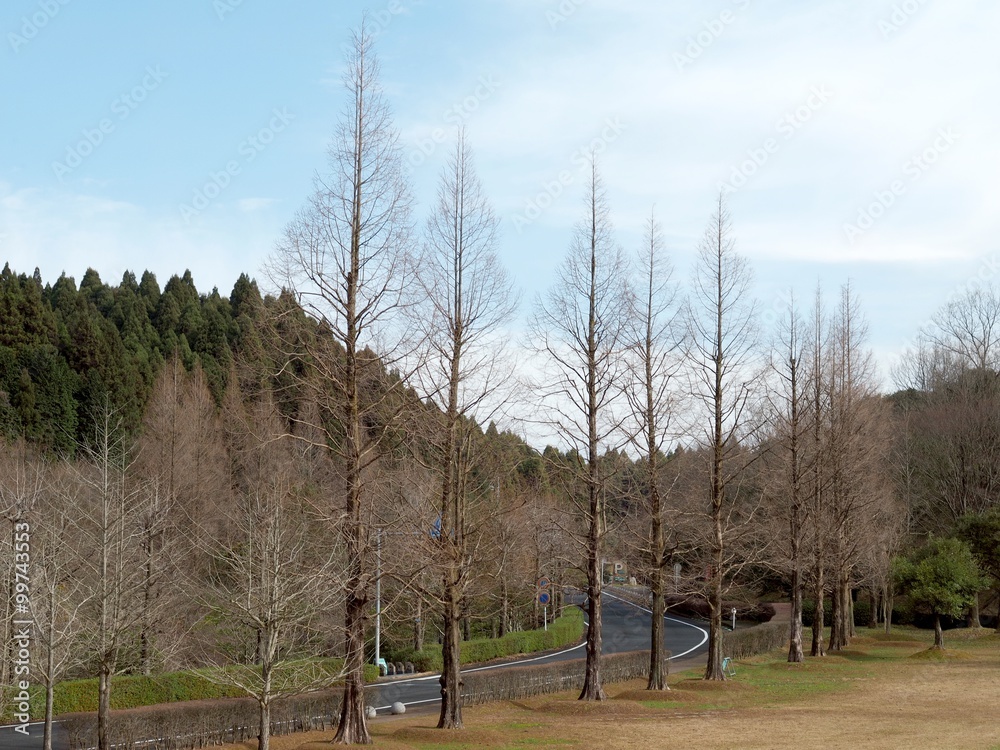 Obraz premium 晩秋のメタセコイア