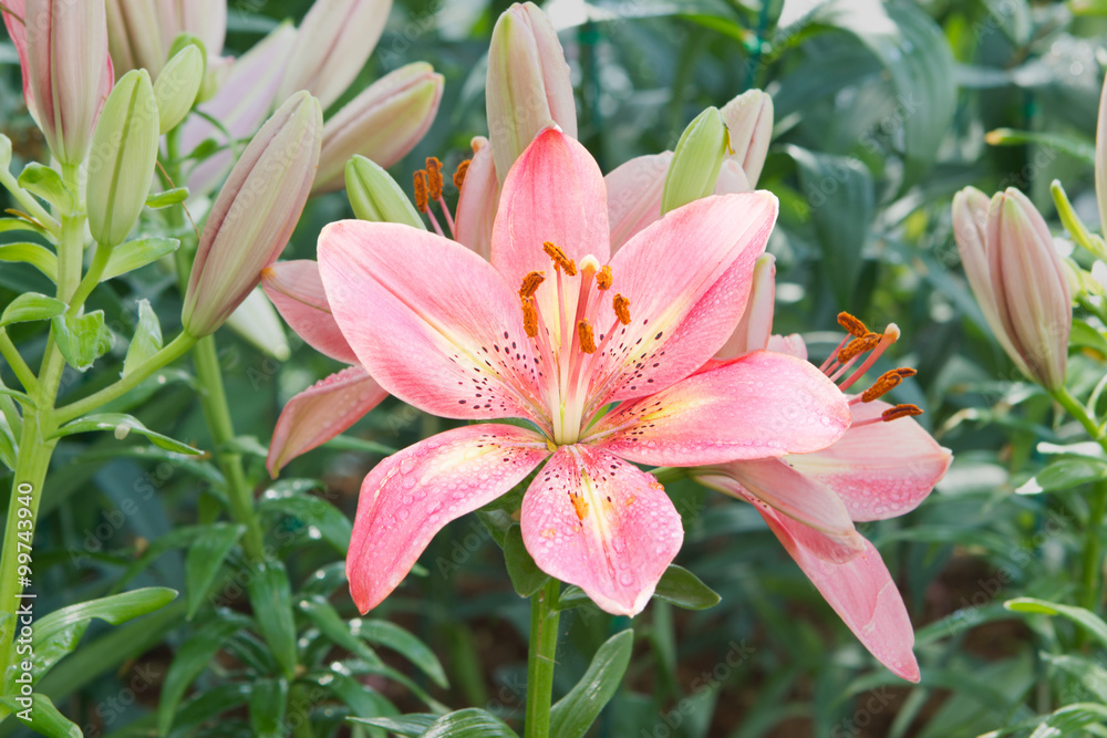 Lillie, flower.