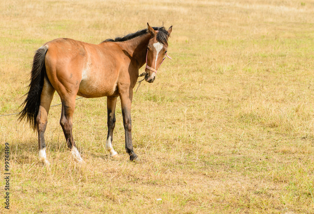Fototapeta premium Young horse on the field chews straw (foal on dry grass)