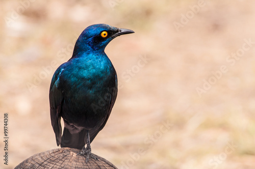 Greater Blue-eared Starling .(Lamprotornis chalybaeus) looking a