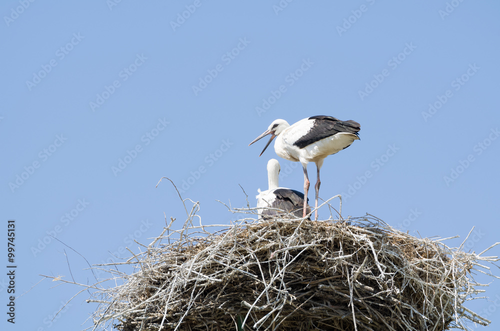 Fototapeta premium White Stork Couple in their Nest