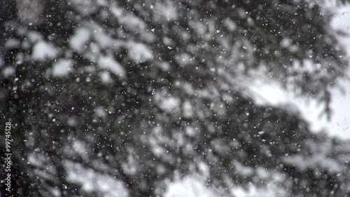 Snow falls outside in front of a pine tree in super slow motion (240 frames per second).