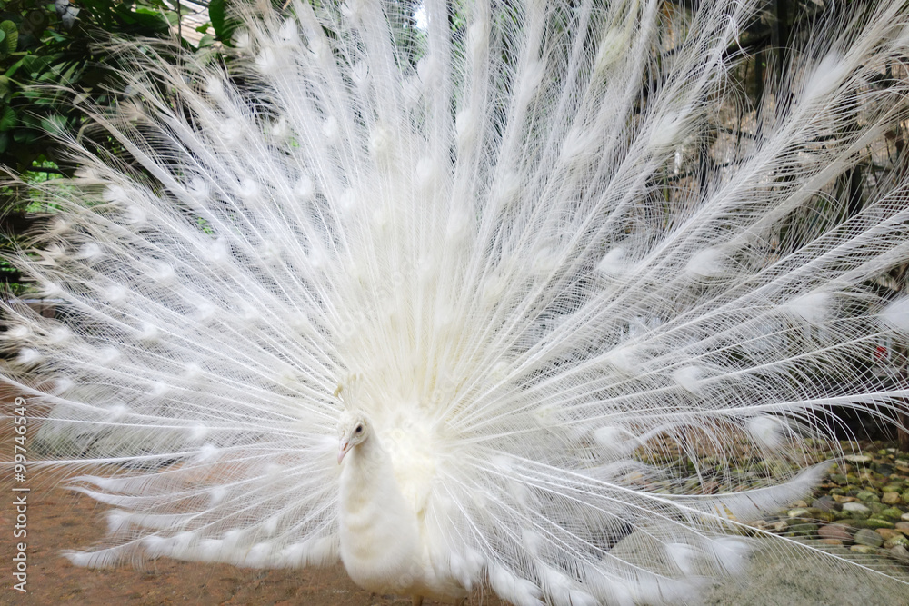 White peacock with feathers out