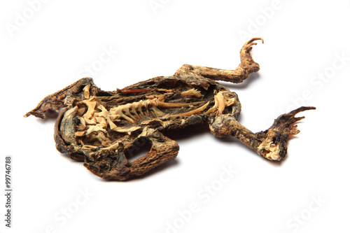 dead frog isolated