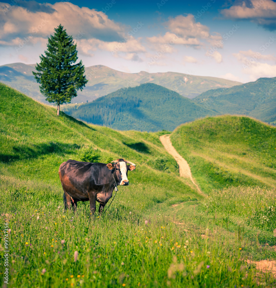 Cattle on a mountain pasture