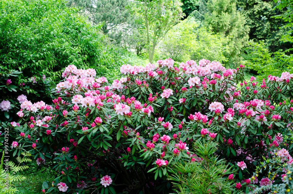 rhododendron rhododendron