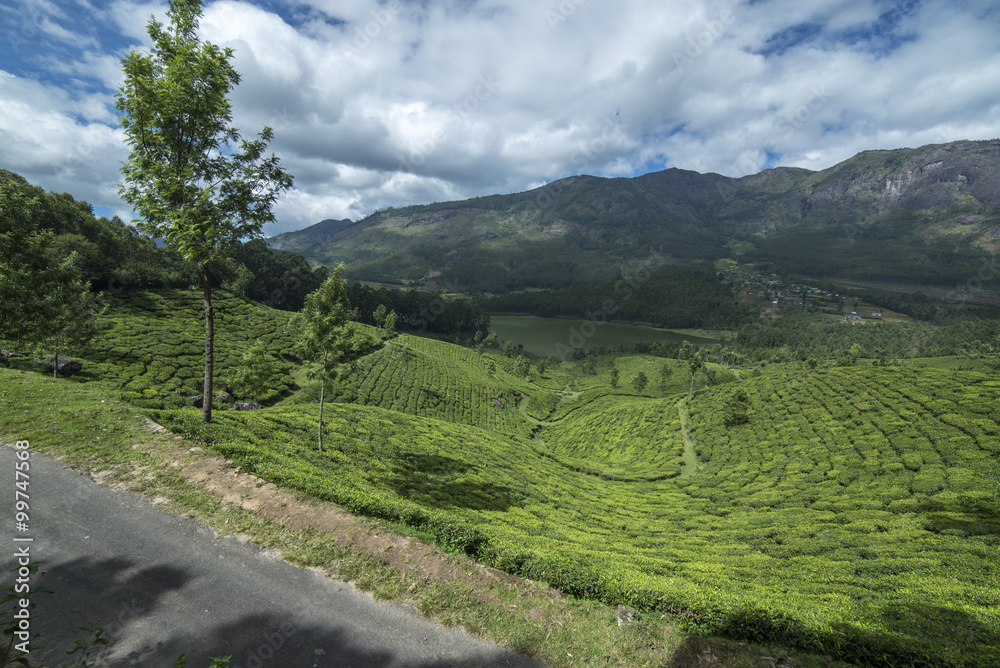 beautiful view of the tea plantations in India