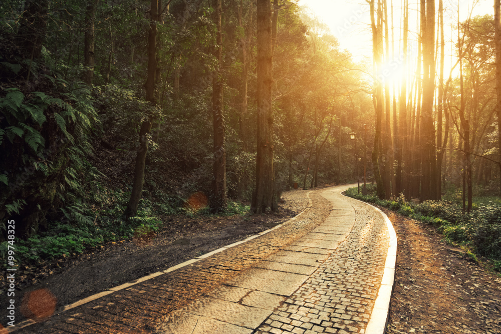 Obraz premium footpath through forest with sunbeam