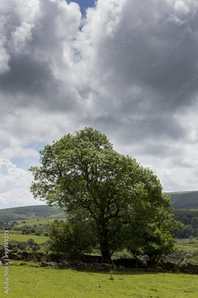 Dartmoor